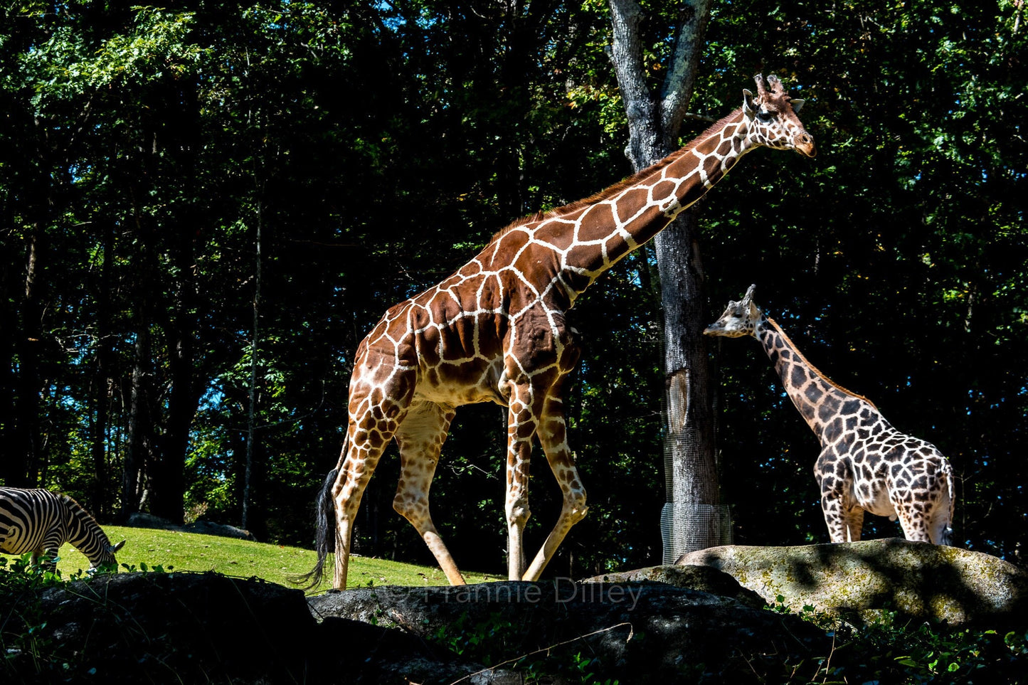 Giraffes Zebra Wildlife Landscape Metal Photograph Print Wall Art Home Décor Asheboro Zoo North Carolina Frannie Dilley Photography