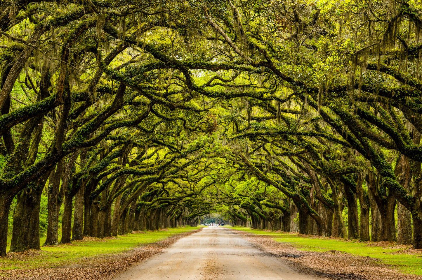 Oak Tree Tunnel, Wormsloe Historic Site, Savannah, Georgia, Spring, Landscape Photograph