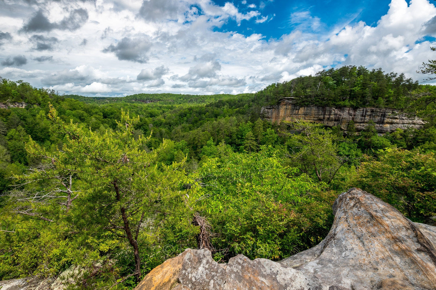 Pogue Creek Canyon State Natural Area Jamestown Tennessee Home Decor Landscape Photograph Metal Print Wall Art Frannie Dilley Photography