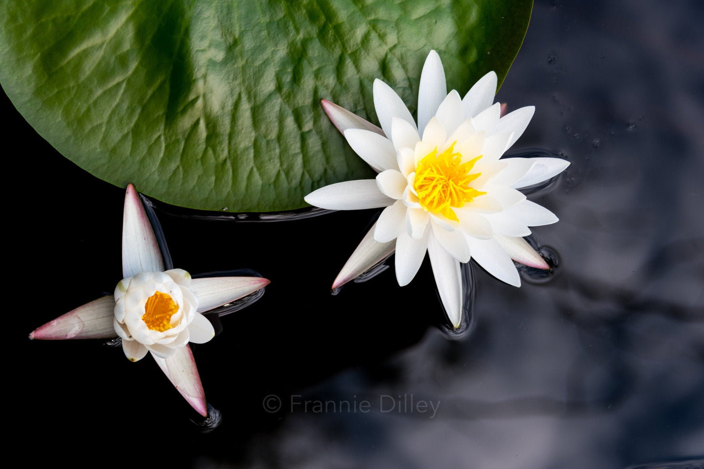Water Lily, White Water Lily, Two, Lily Pad, Bright, Landscape Photograph.