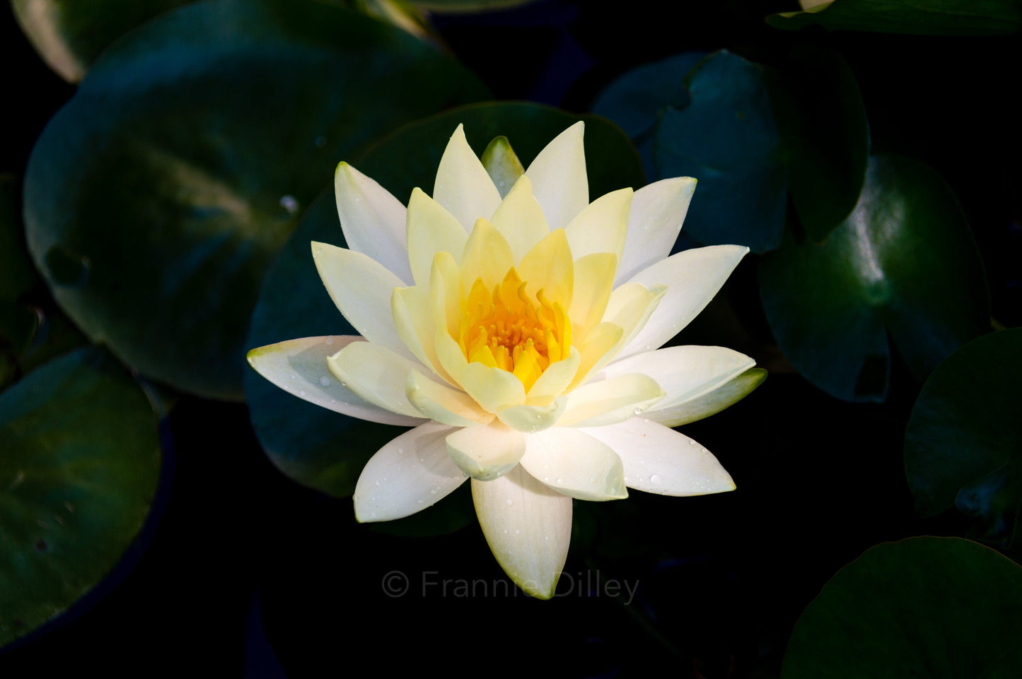 Water Lily, White Water Lily, Lily Pad, Bright, Hilton Head Island, Landscape Photograph, Frannie Dilley