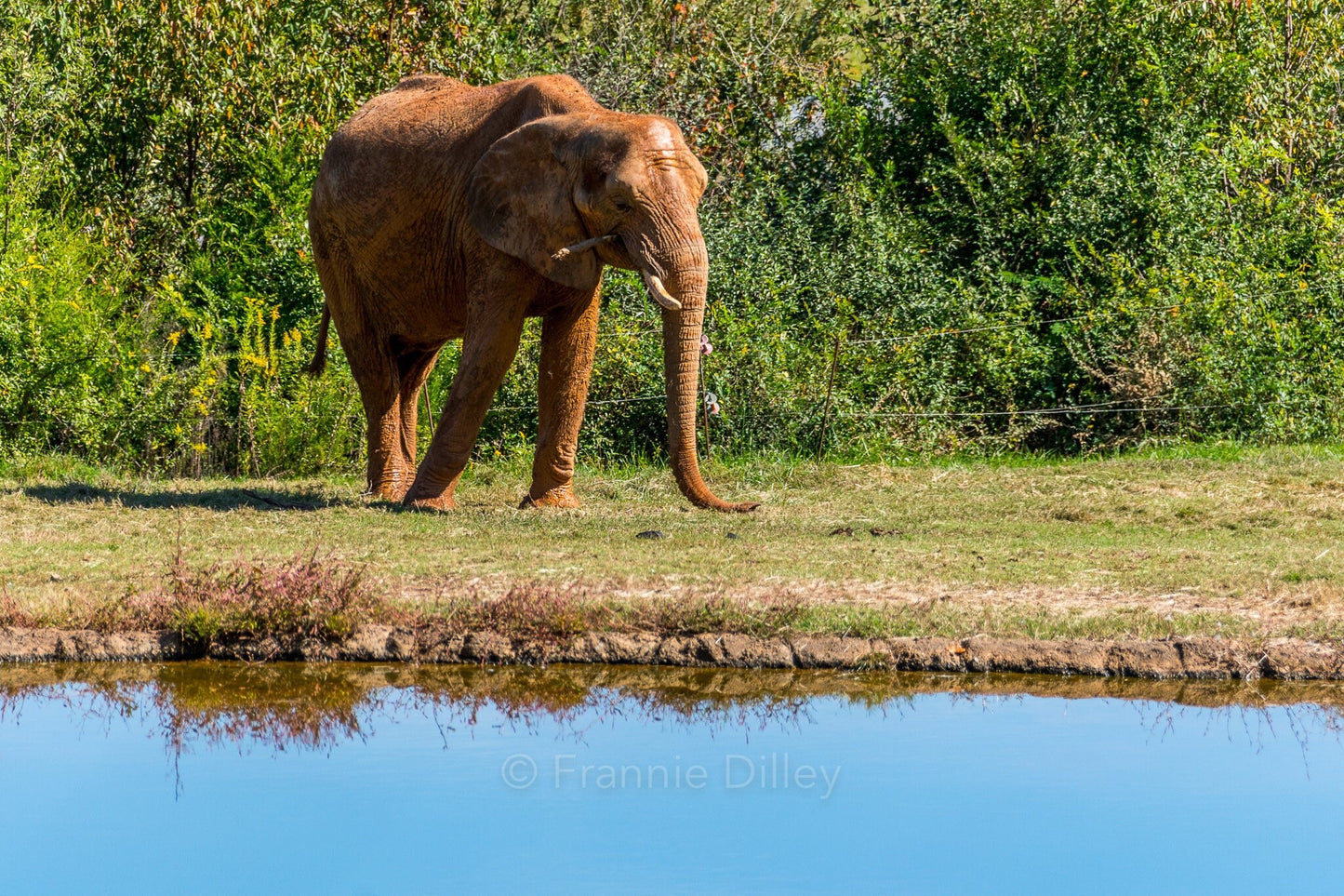 Elephant Landscape Metal Photograph Print Wall Art Home Décor Asheboro Zoo North Carolina Frannie Dilley Photography