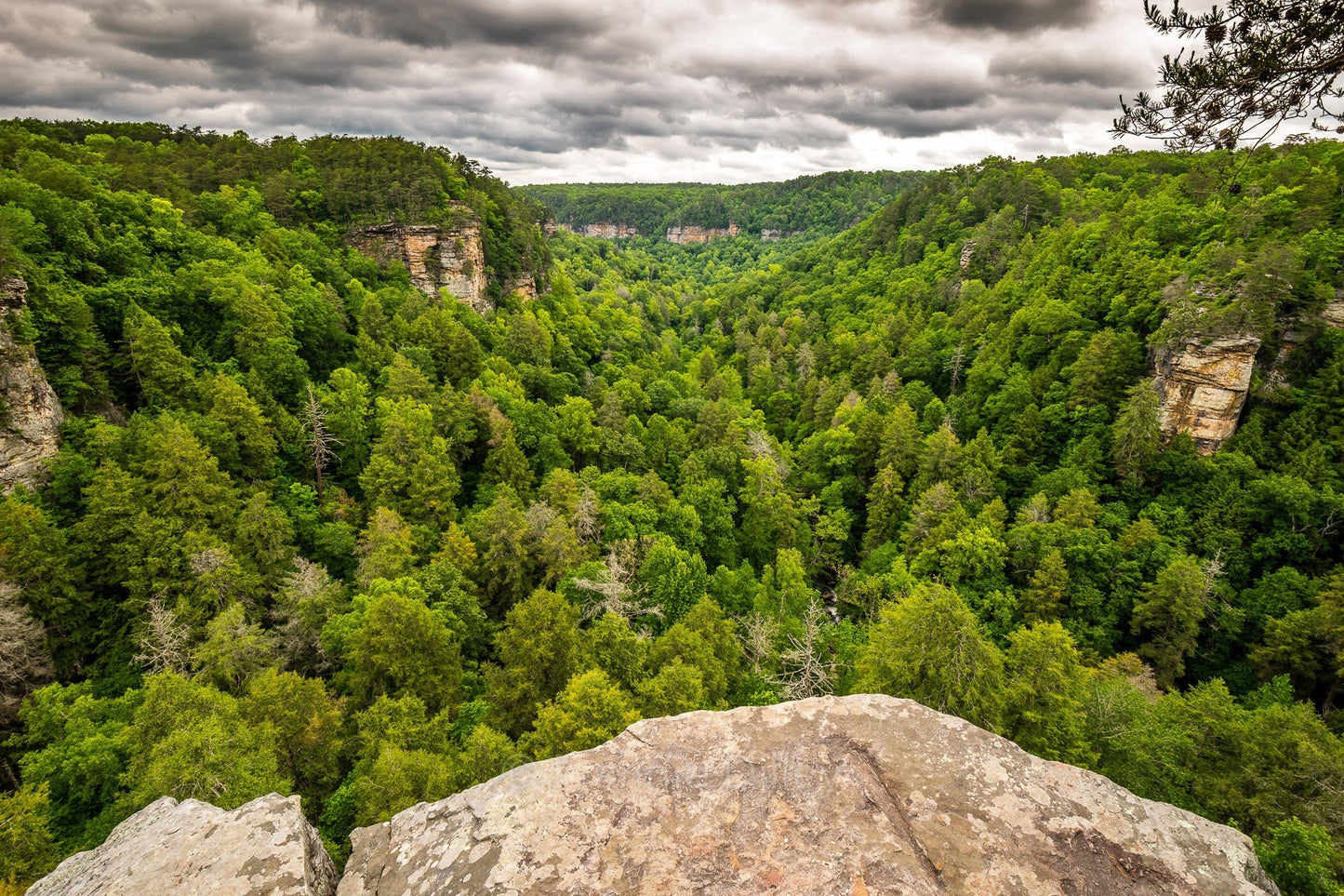 Fall Creek Falls State Park Spencer Tennessee Gorge Overlook Trail Landscape Photograph Metal Print Wall Art Frannie Dilley Photography