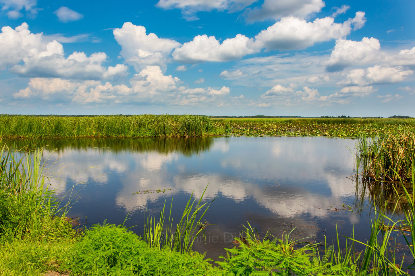 Savannah Wildlife Refuge,Marsh, Lily Pads, Clouds,Reflections,Georgia, Hilton Head Island,South Carolina, Bluffton, Landscape Photograph