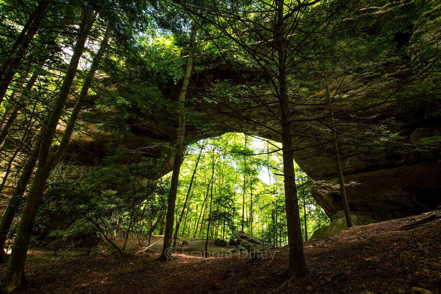 Twin Arches, Big South Fork National River & Recreation Area, Oneida, Tennessee,TN, Charit Creek,Hiking,Frannie Dilley,Landscape Photography