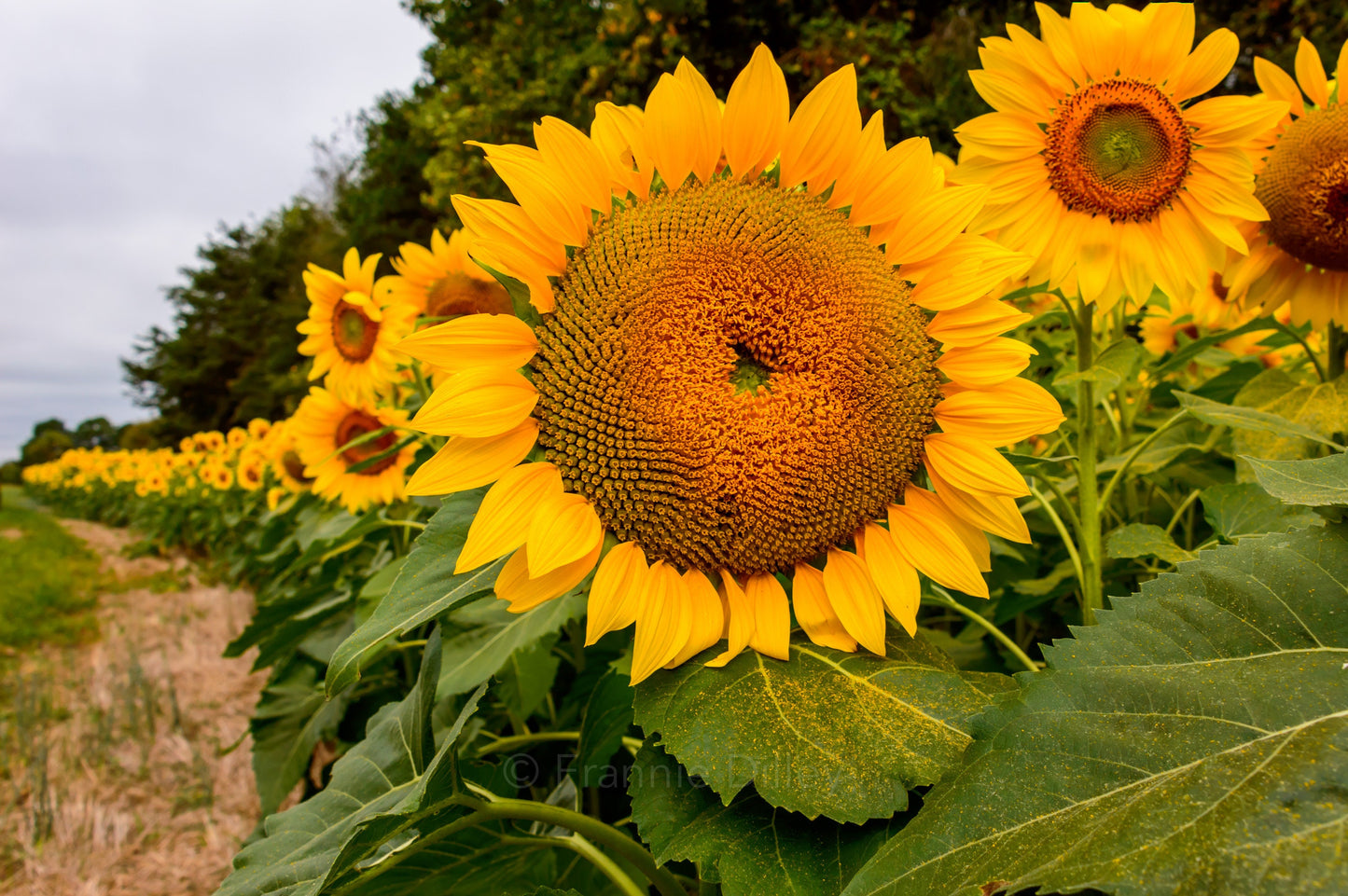 Sunflowers, High Point, North Carolina, Photograph Print, Wall Art, Landscape Photograph, Home Decor, Charlotte, Lake Norman
