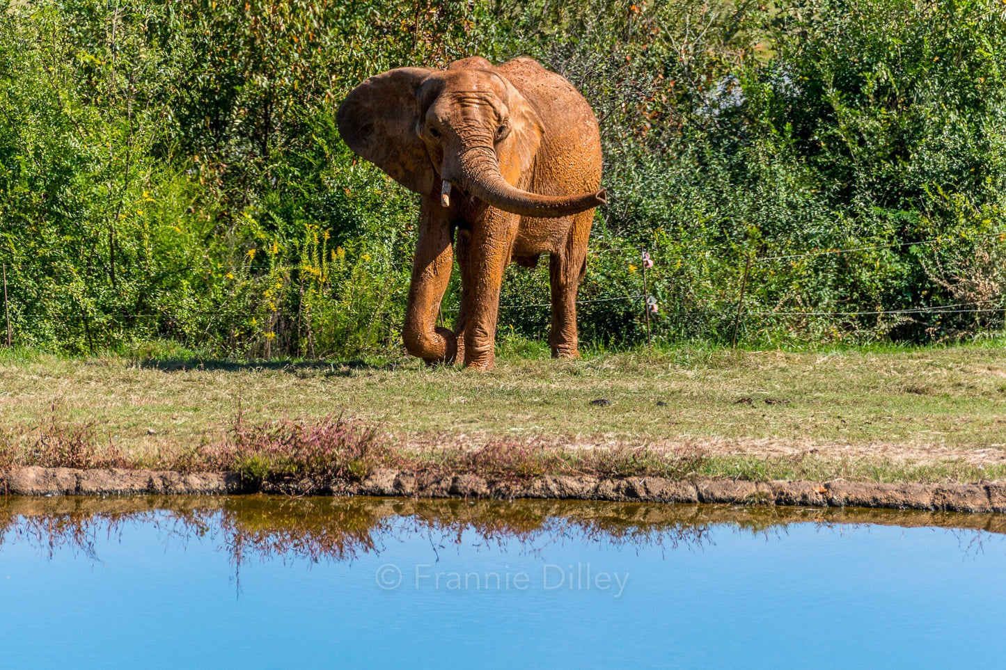 Elephant Landscape Metal Photograph Print Wall Art Home Décor Asheboro Zoo North Carolina Frannie Dilley Photography