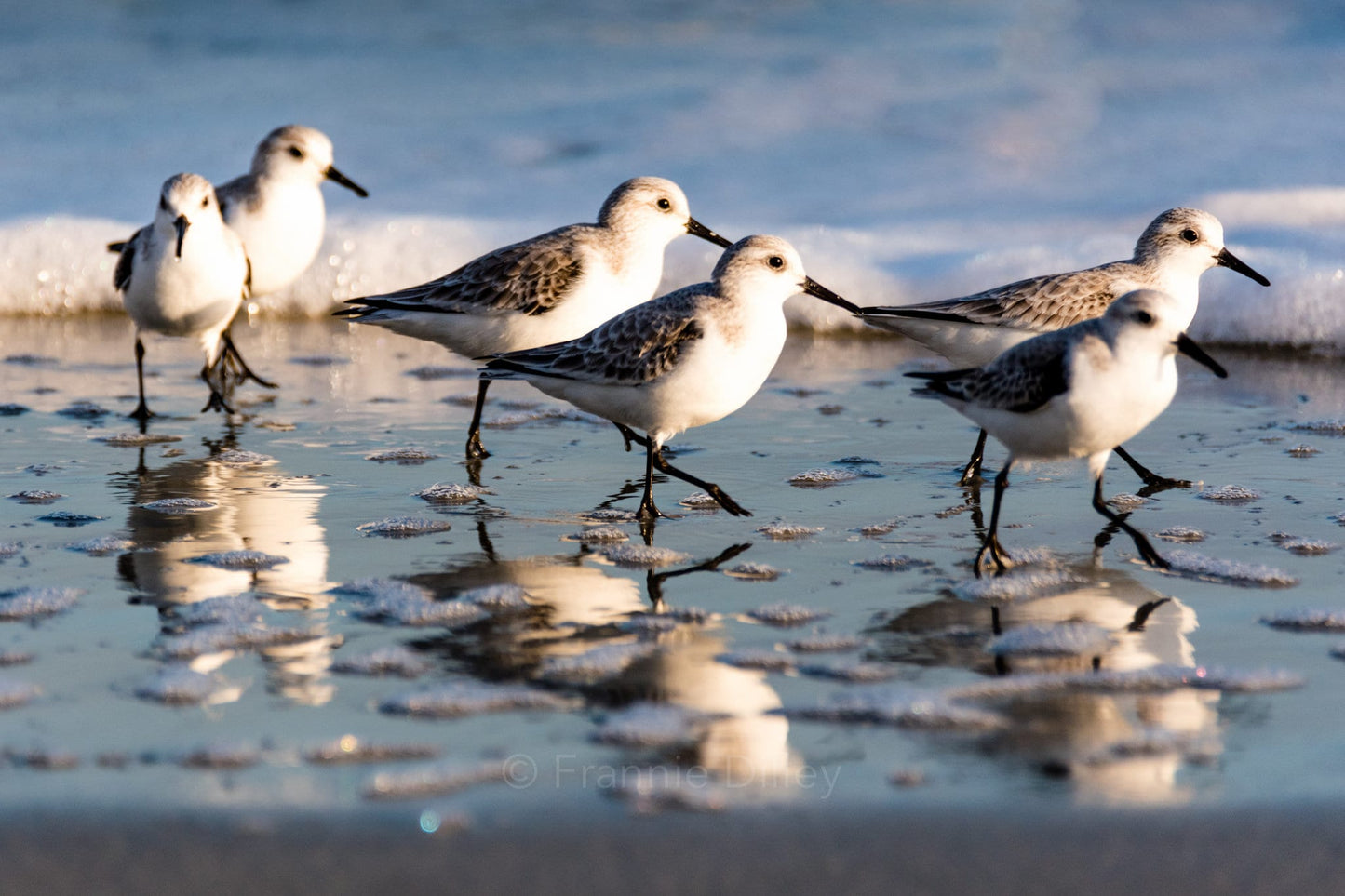 Hilton Head Island, Sandpipers, Birds, Landscape Photograph, Beach, Bluffton, Sunset, South Carolina