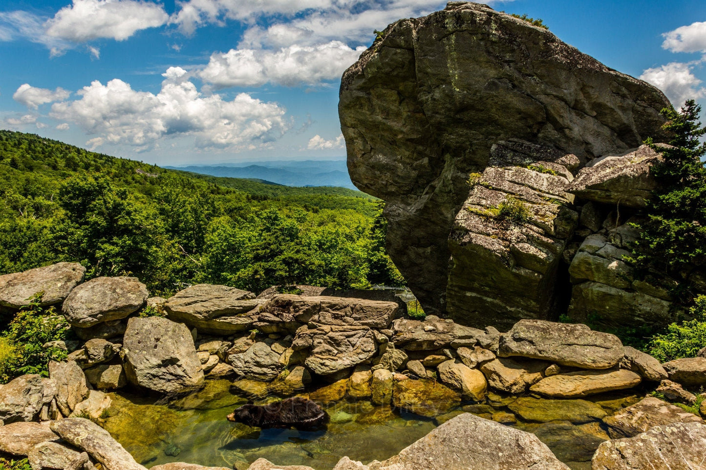 Grandfather Mountain, Visitors Center, Black Bear, Hiking, Blue Ridge Parkway, Mountains, Linville, North Carolina, Landscape Photograph