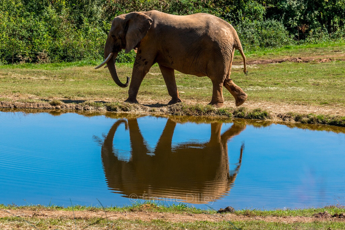 Elephant Landscape Metal Photograph Print Wall Art Home Décor Asheboro Zoo North Carolina Frannie Dilley Photography