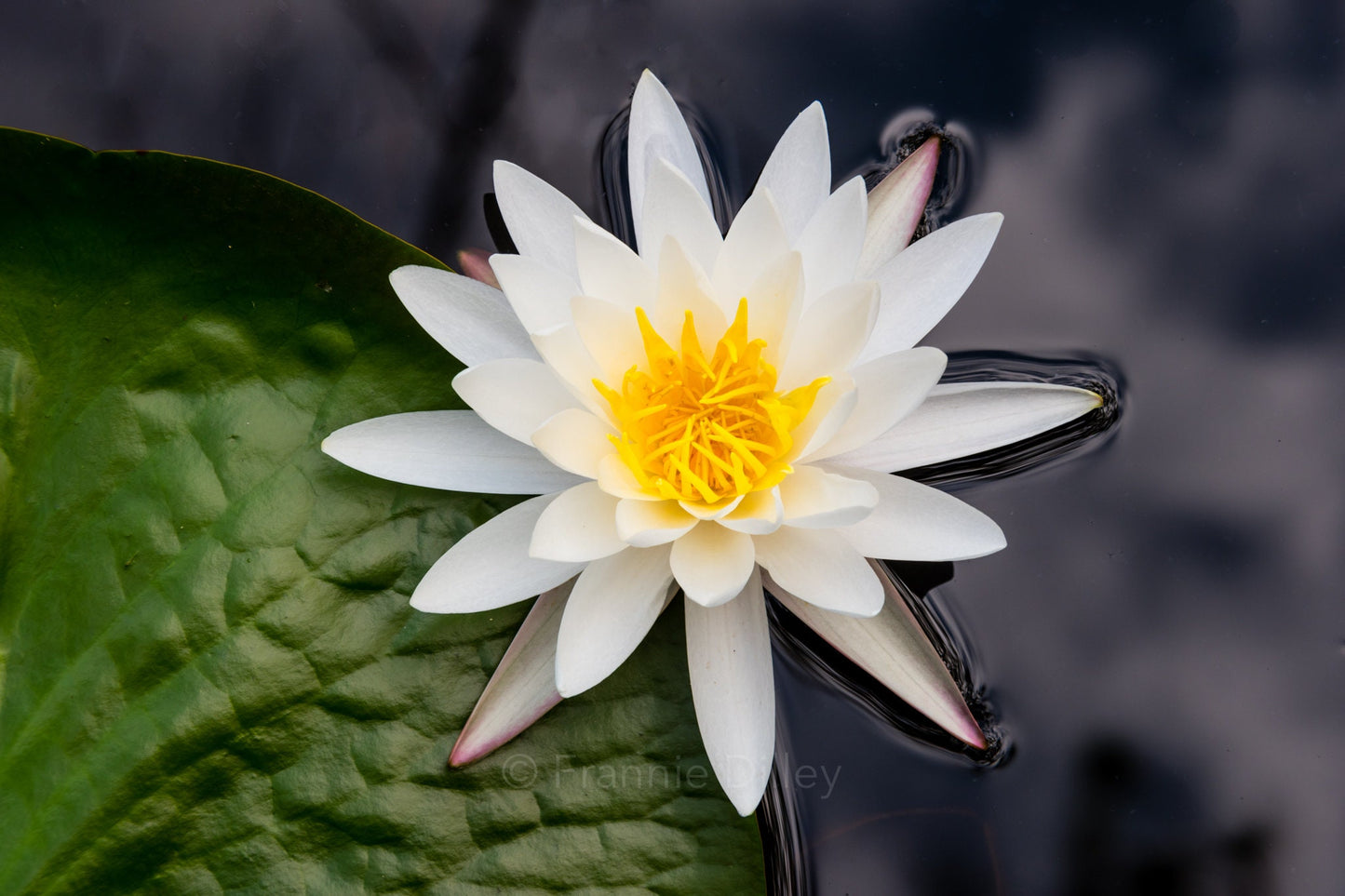 Water Lily, White Water Lily, Lily Pad, Bright, Landscape Photograph.