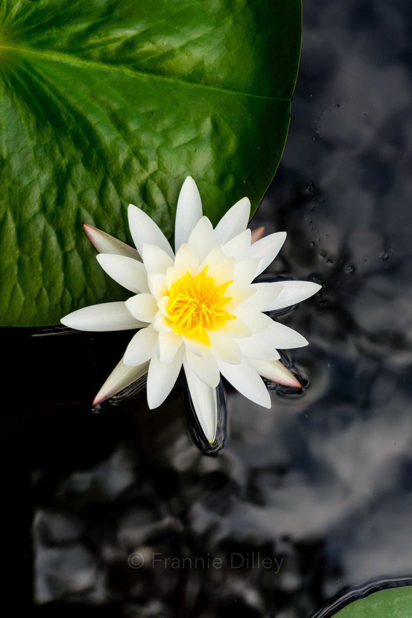 Water Lily, White Water Lily, Lily Pad, Bright, Landscape Photograph