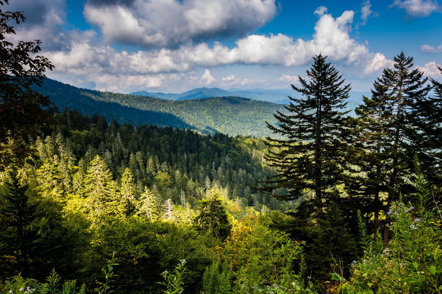 Clingmans Dome, Newfound Gap, Hiking, Appalachian Trail, Pine Trees, Mountain, North Carolina,Landscape Photograph