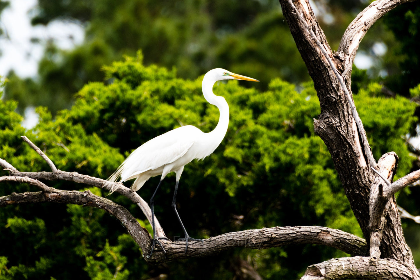 Great Egret, Pinckney Island, Wildlife Refuge, Landscape Photograph, Hilton Head Island, Bluffton, South Carolina