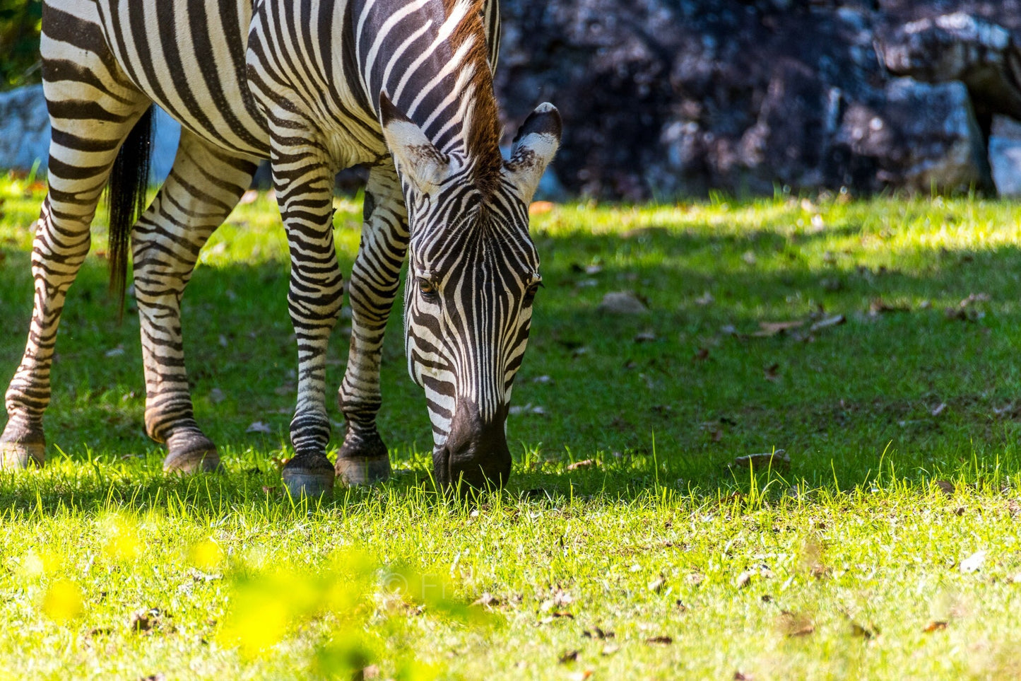 Zebra Wildlife Landscape Metal Photograph Print Wall Art Home Décor Asheboro Zoo North Carolina Frannie Dilley Photography