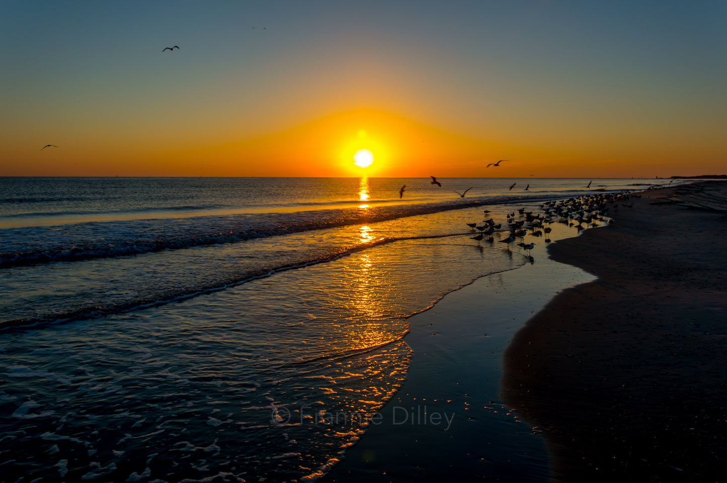 Tybee Island, Georgia, Sunrise, Beach, Birds, South Carolina, Savannah, Hilton Head Island, Bull River