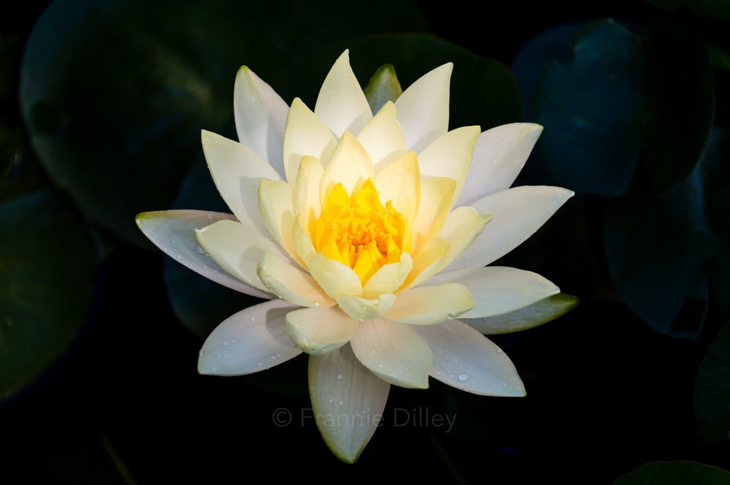 Water Lily, White Water Lily, Bright, Landscape Photograph
