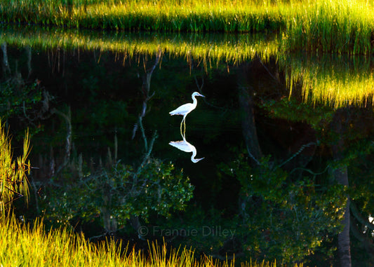 Great Egret, Reflection,Marsh,Pinckney Island,Wildlife Refuge,Landscape Photograph, Reflection, Hilton Head Island, Bluffton, South Carolina