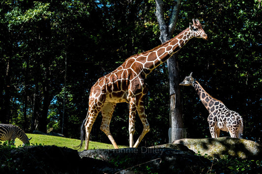 Giraffes Zebra Wildlife Landscape Metal Photograph Print Wall Art Home Décor Asheboro Zoo North Carolina Frannie Dilley Photography