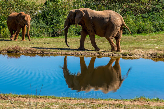 Elephants Landscape Metal Photograph Print Wall Art Home Décor Asheboro Zoo North Carolina Frannie Dilley Photography
