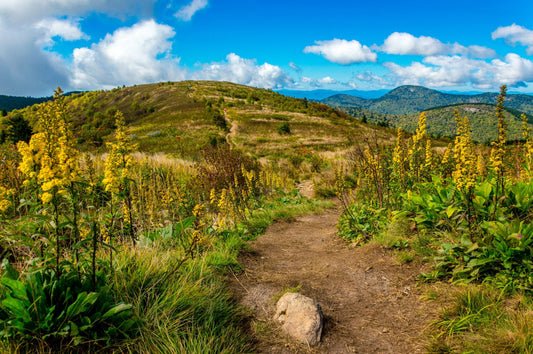 Black Balsam Knob, Hiking, Mountain, East Fork, North Carolina, Landscape Photograph