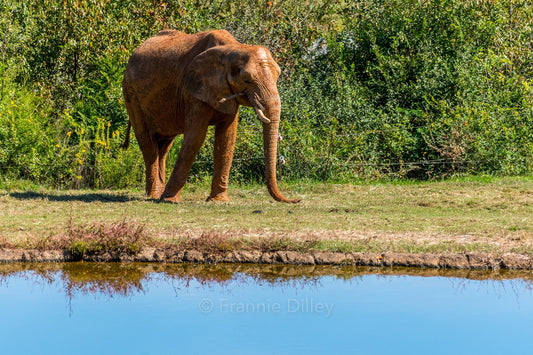 Elephant Landscape Metal Photograph Print Wall Art Home Décor Asheboro Zoo North Carolina Frannie Dilley Photography