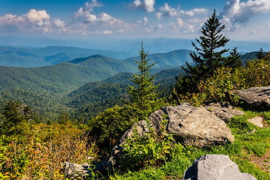 Clingmans Dome, Newfound Gap, Hiking, Appalachian Trail, Pine Trees, Mountain, North Carolina, Landscape Photograph..