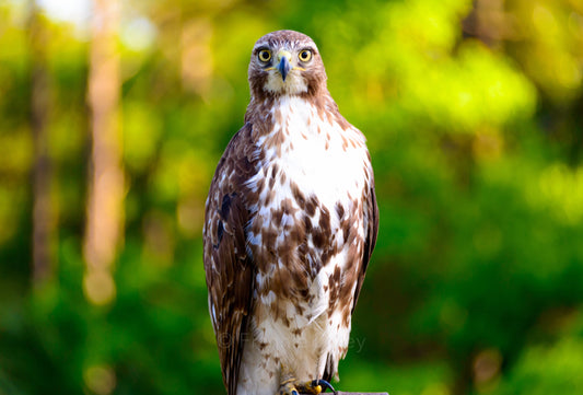 Hawk, Pinckney Island, Wildlife Refuge, Hilton Head Island, Bluffton, South Carolina, Landscape Photograph, Nature, Bird of Prey