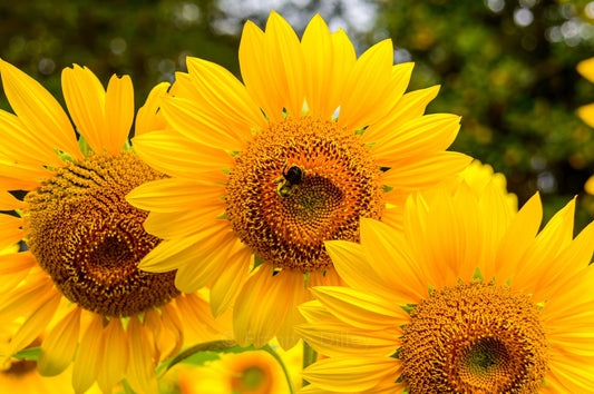 Sunflowers, High Point, North Carolina, Photograph, Landscape, Charlotte, Lake Norman