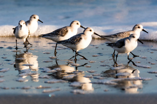 Hilton Head Island, Sandpipers, Birds, Landscape Photograph, Beach, Bluffton, Sunset, South Carolina