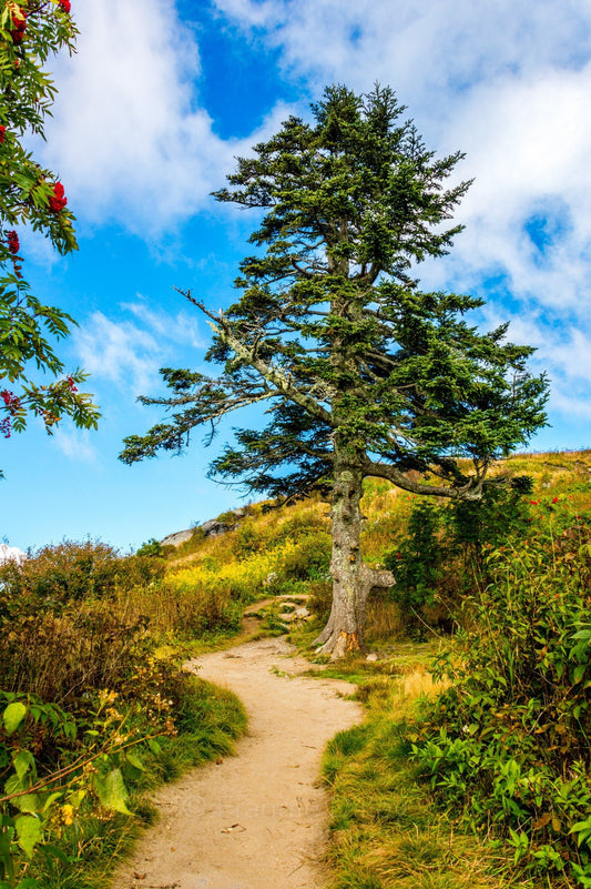 Black Balsam Knob, Tree, Trail, Hiking, Mountain, East Fork, North Carolina,Landscape Photograph