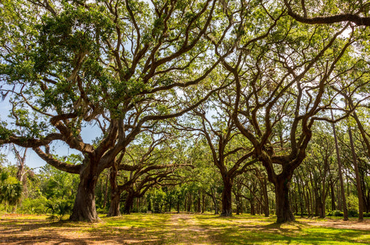 Oak Tree Tunnel, Sea Pines, Hilton Head Island, South Carolina, Landscape Photograph