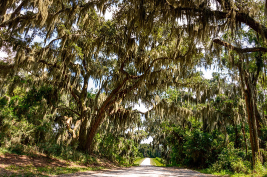 Savannah Wildlife Refuge, Oak Trees in Moss, Savannah, Georgia, Hilton Head Island, South Carolina, Bluffton, Landscape Photograph