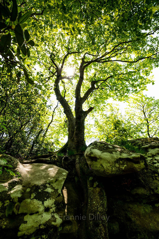 Oak Tree, Sunburst, White Rocks, Civic Park Trailhead, Ewing, Virginia, Cumberland Gap, Sand Cave, Frannie Dilley, Landscape Photography