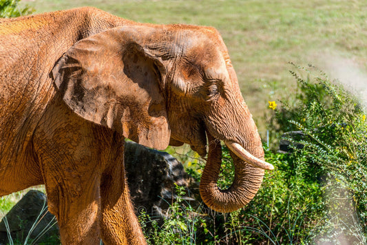 Elephant Landscape Metal Photograph Print Wall Art Home Décor Asheboro Zoo North Carolina Frannie Dilley Photography