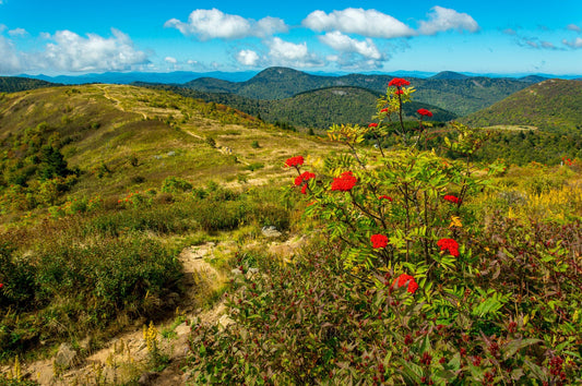 Black Balsam Knob, Hiking, Mountain, East Fork, North Carolina, Landscape Photograph.