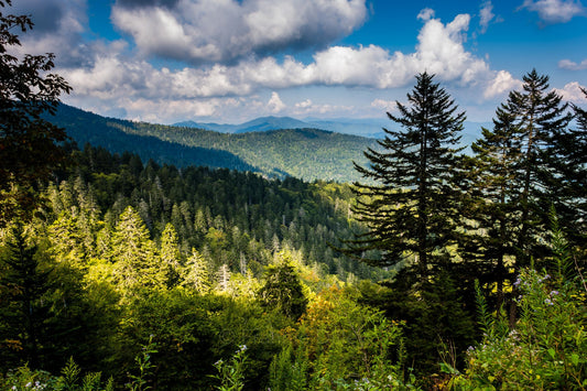 Clingmans Dome, Newfound Gap, Hiking, Appalachian Trail, Pine Trees, Mountain, North Carolina,Landscape Photograph