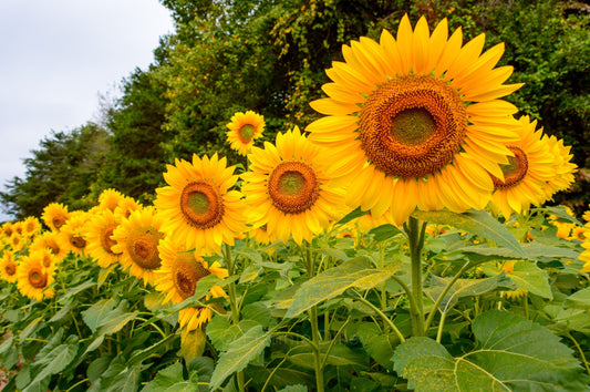 Sunflowers, Photograph Print, High Point, Wall Art, Home Décor, Landscape Print, North Carolina, Charlotte, Lake Norman